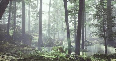 CGI Exploring a misty forest with a serene pond reflecting the morning light video