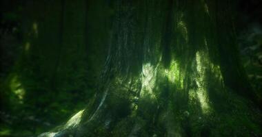 CGI Majestic forest tree trunk with sunlight filtering through foliage video