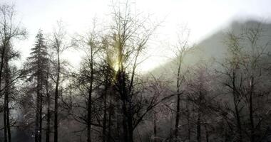 CGI Morning sunlight filters through bare tree branches in a serene forest video