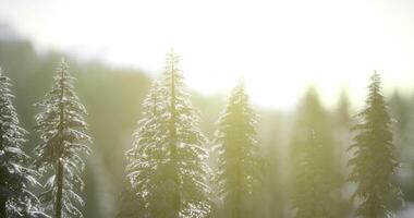 CGI Sunlight filters through pine trees creating a serene winter atmosphere video