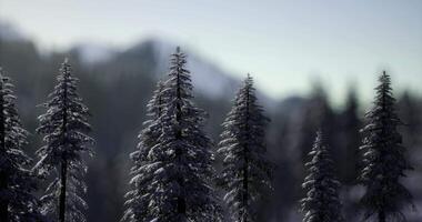 CGI Snow covered trees in a serene mountain landscape during winter morning video