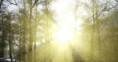 CGI Sunlight filtering through trees in a foggy winter forest at dawn video