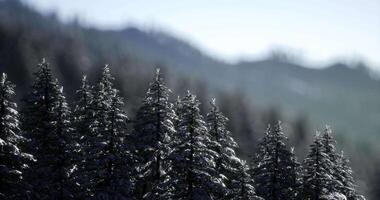 CGI Snow covered evergreen trees in a mountain landscape during winter video