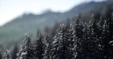 CGI Snow covered evergreen trees against distant mountain landscape in winter video