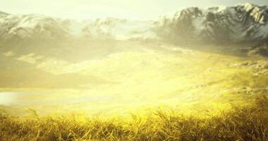 CGI Golden grasses sway gently in the warm sun of a mountain landscape video