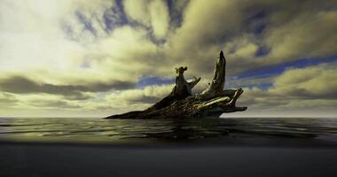 cgi caduto albero tronco sorge a partire dal calma acque sotto dinamico nuvole video