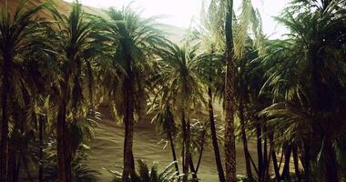 CGI Palms swaying in the warm desert breeze under bright sunlight video