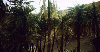 CGI Palm trees thrive in a sunlit oasis surrounded by sandy terrain video