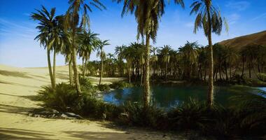 CGI Desert oasis with lush palm trees and tranquil water under clear blue sky video