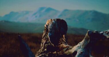 CGI Natures resilience at a scenic mountain landscape during twilight hours video