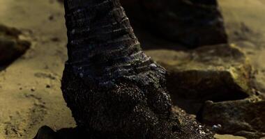 CGI Close up of textured surface on rock revealing intricate details in nature video