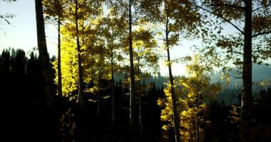 CGI Golden autumn leaves shimmer in tranquil forest at dusk video