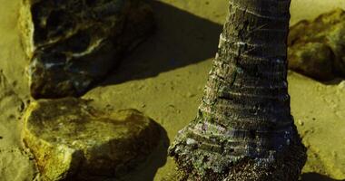 CGI Textured palm tree trunk surrounded by rocks on sandy beach shore video