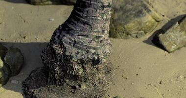 CGI Weathered tree trunk on sandy beach with rocks in bright daylight video
