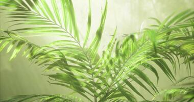 CGI Lush green palm leaves bask in soft sunlight filtering through treetops video
