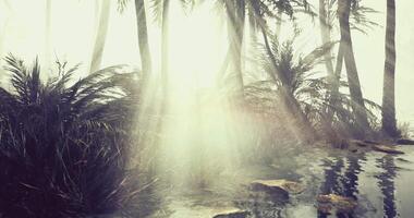 CGI Morning light breaks through fog in a serene landscape of palm trees video