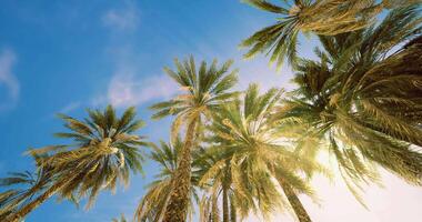 CGI View of tall palm trees against a clear blue sky during bright sunshine video