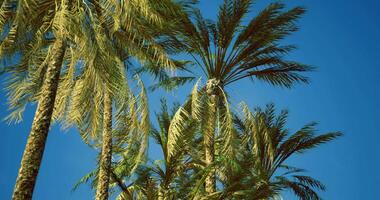 CGI Tall palm trees sway gently under a clear blue sky in tropical paradise video