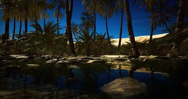 CGI Palm trees and clear water reflecting the night sky in a tranquil oasis video