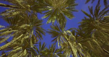 CGI View of tall palm trees against a clear blue sky in a tropical setting video