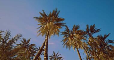 CGI Palm trees sway under bright blue sky in tropical paradise video