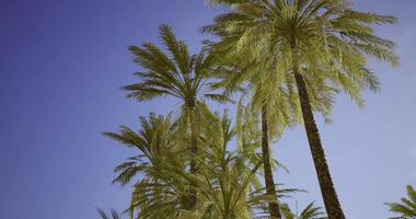 CGI Vibrant palm trees sway under a clear blue sky in a tropical setting video