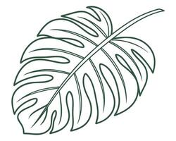 Elegant illustration of a monstera deliciosa leaf outline in a clean and minimalist design. vector