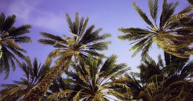 CGI Palm trees soar towards the evening sky over a tropical landscape video