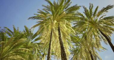 CGI Palm trees sway under the clear blue sky on a sunny day in a tropical paradise video