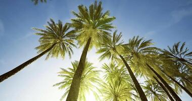 CGI Tall palm trees reaching towards a bright sky in a sunny tropical setting video