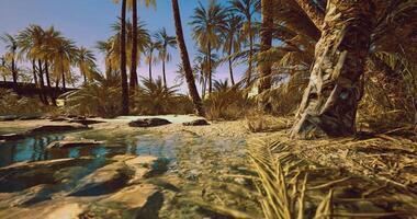 CGI Lush oasis with palm trees and tranquil water surrounded by sandy terrain video