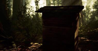 CGI Beekeeping box in a lush forest under dappled sunlight during summer video