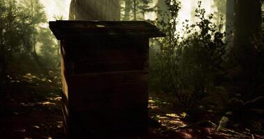 CGI Mysterious wooden structure illuminated by sunlight in dense forest video