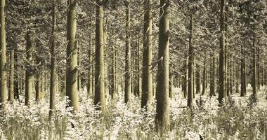 CGI Snow covered forest landscape with tall trees and a serene atmosphere video