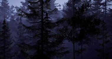 CGI Mysterious forest at twilight with dense trees and soft moonlight video