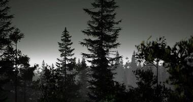CGI Dark forest landscape at dusk with towering trees and misty background video