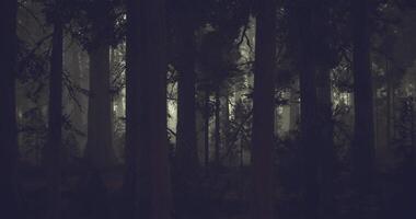CGI Mysterious forest illuminated by soft light at dusk in a tranquil setting video