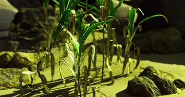 CGI Corn plants showing signs of drought in a dry environment during daylight hours video