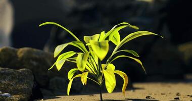 CGI New plant sprouting in a rocky environment during bright daylight hours video