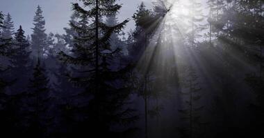 CGI Morning sunlight filtering through dense forest trees in serene landscape video