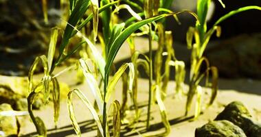 CGI Distressed corn plants in summer on a farm video