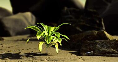 CGI New plant sprouting on rocky ground in a harsh environment video