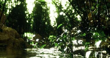 CGI Lush green forest with tranquil water reflecting sunlight at midday video