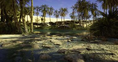 CGI Serene oasis surrounded by palm trees and sandy dunes under a clear sky video