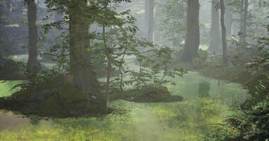 CGI Tranquil forest glade with mist and lush greenery at dawn video