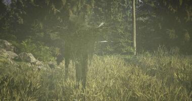 CGI Mysterious figure made of sticks stands in a foggy field at dawn video
