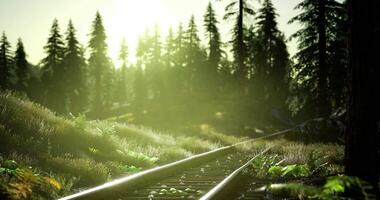 CGI Sunlight filters through trees along a serene railway track in the forest video