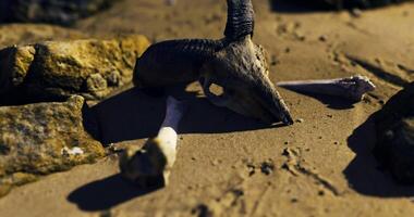 CGI Fossilized animal remains discovered on sandy beach at sunset video