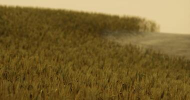 CGI Golden wheat field swaying gently under a soft evening light video
