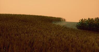 CGI Golden fields of grain with sunflowers under a serene twilight sky video